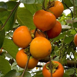 Ebenovník rajčiakonosný (Diospyros Kaki) HURMIKAKI ´VANIGLIA´ - výška 150-180 cm, kont. C10L (-20°C)